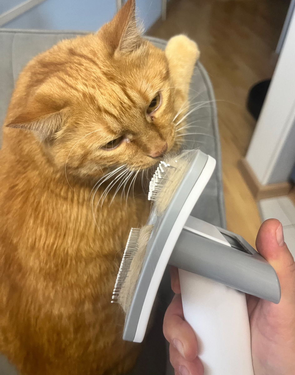 Груминг кота