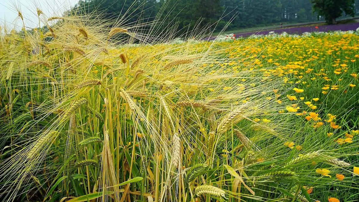 Фото:wikipedia Прежде всего ячмень является кормовой культурой