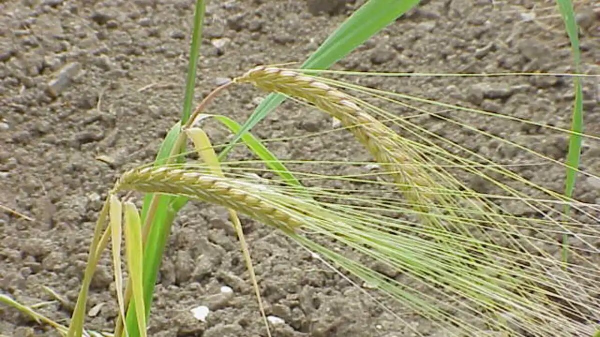 Фото:© Kurt Stüber
Особенности и перспективы использования голозерного ячменя в России