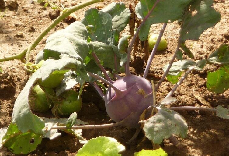    Красностебельный сорт кольраби Фото: Pavel Ševela. Собственная работа, по лицензии CC BY-SA 4.0