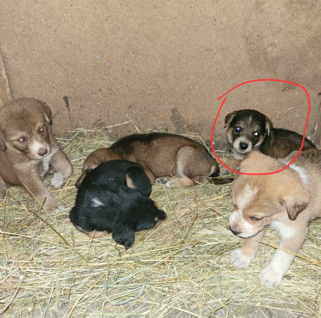 Сема и его семья 