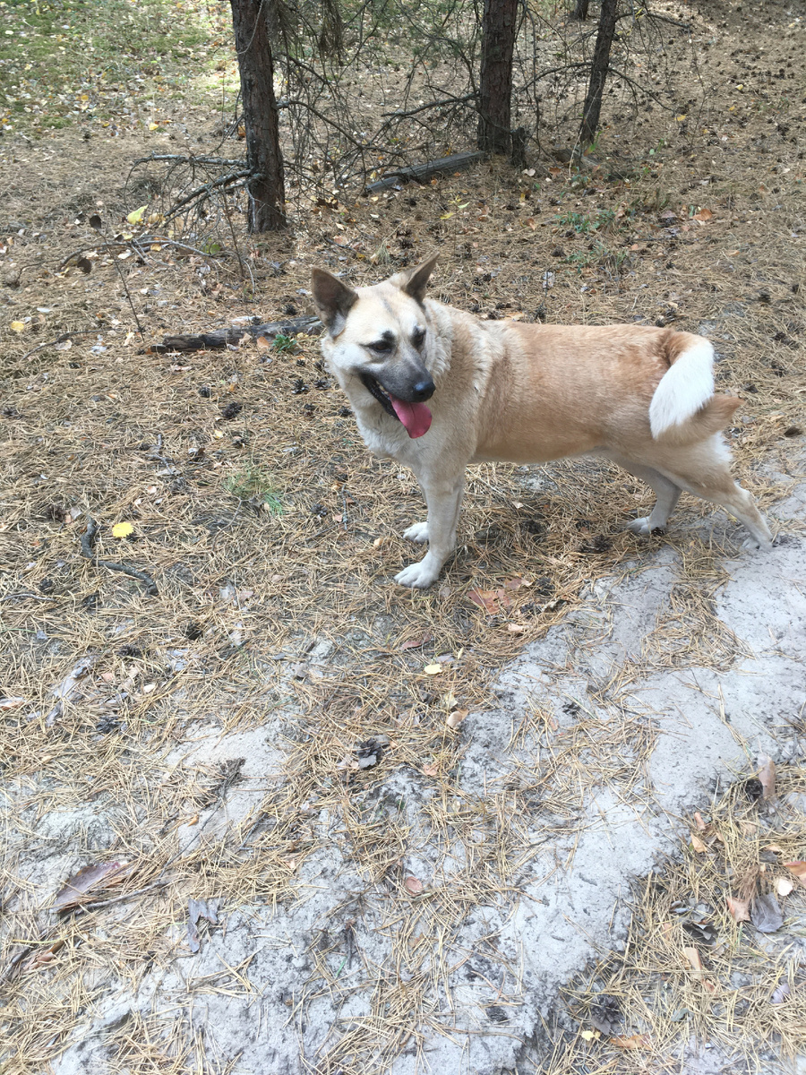 Лада несколько лет назад в ближнем лесу. Теперь туда нельзя