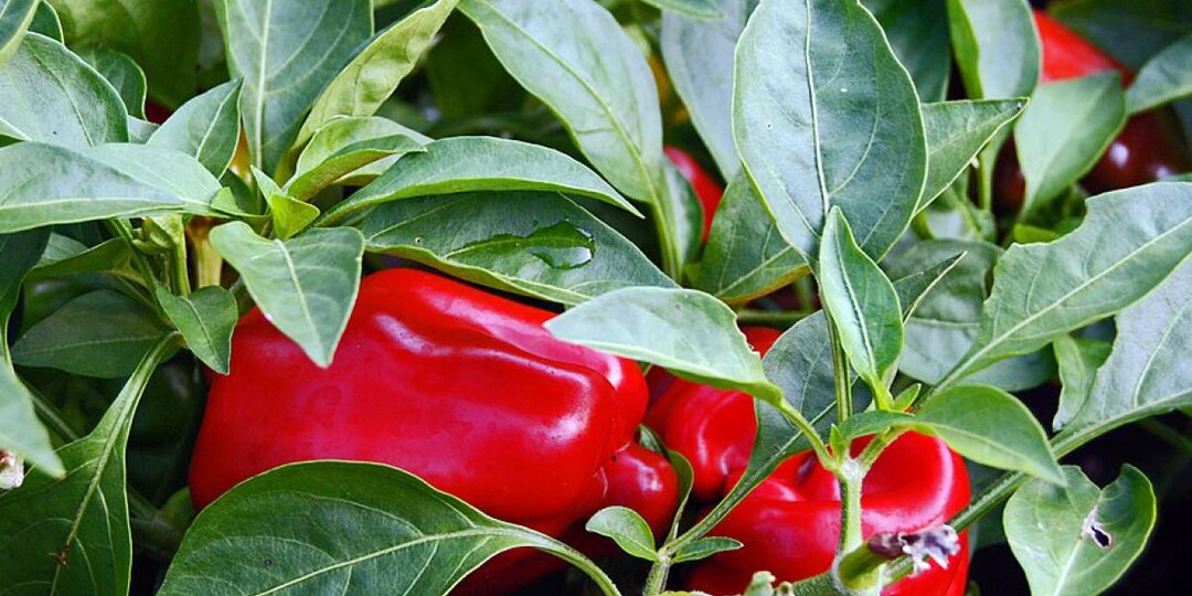 Сорта перца, которые не боятся ни морозов, ни болезней