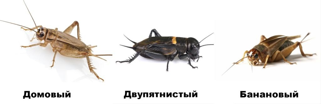 Основной КО