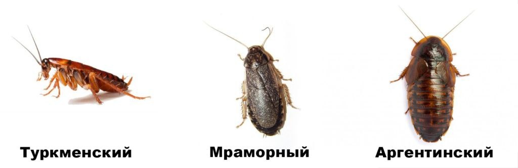 Основной КО