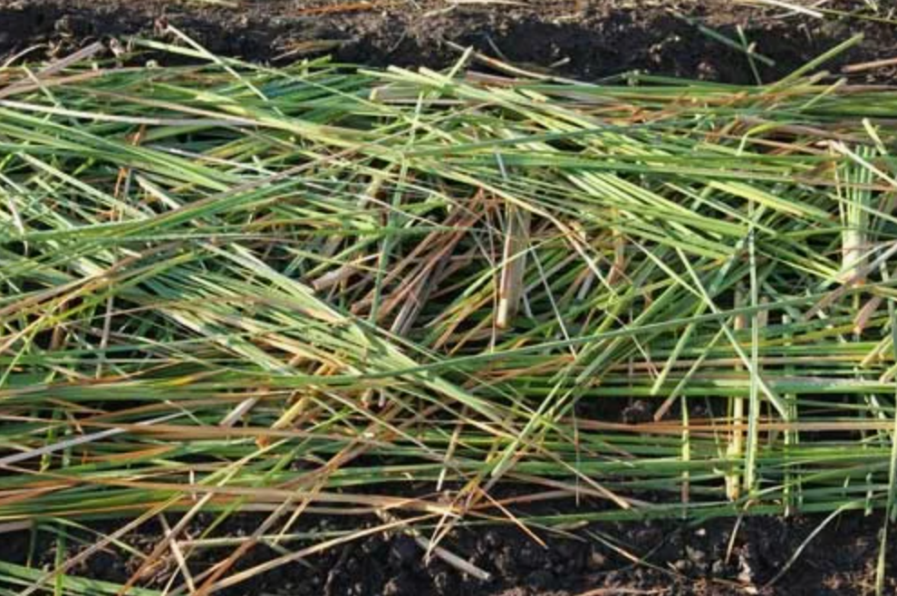 Источник фото: frutisad.ru