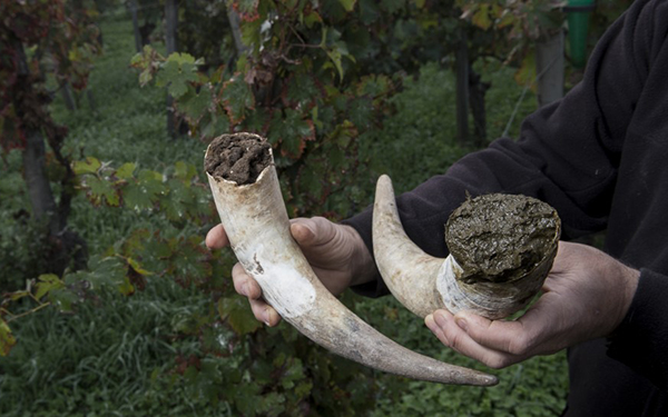 Препарат 500 : смесь перегноя, приготовленная путем заполнения рога коровьим навозом.