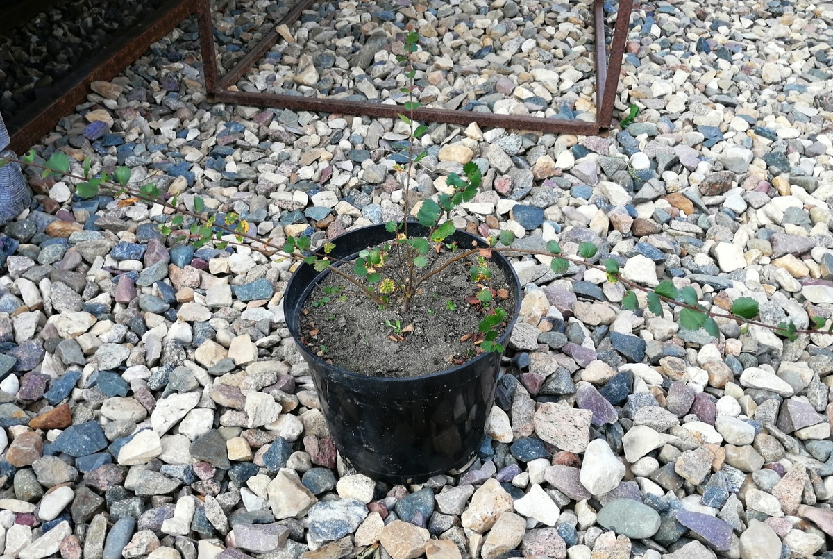 Так и осталась зелёной 