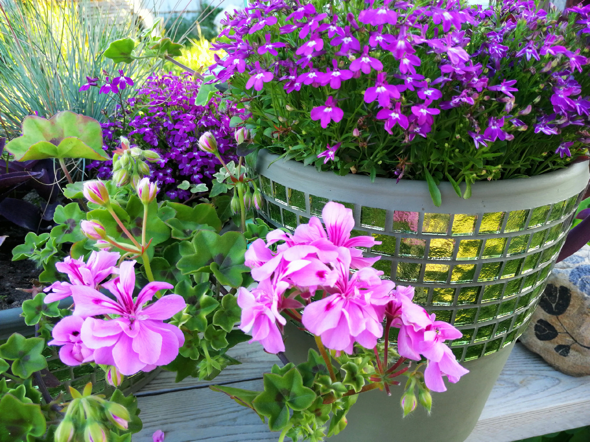 Красивая пеларгония, но пересортная. 