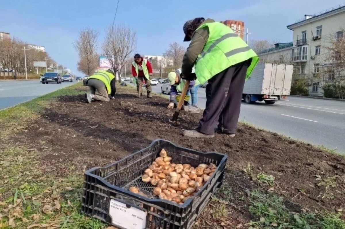    11 тысяч многолетних растений посадили за год во Владивостоке