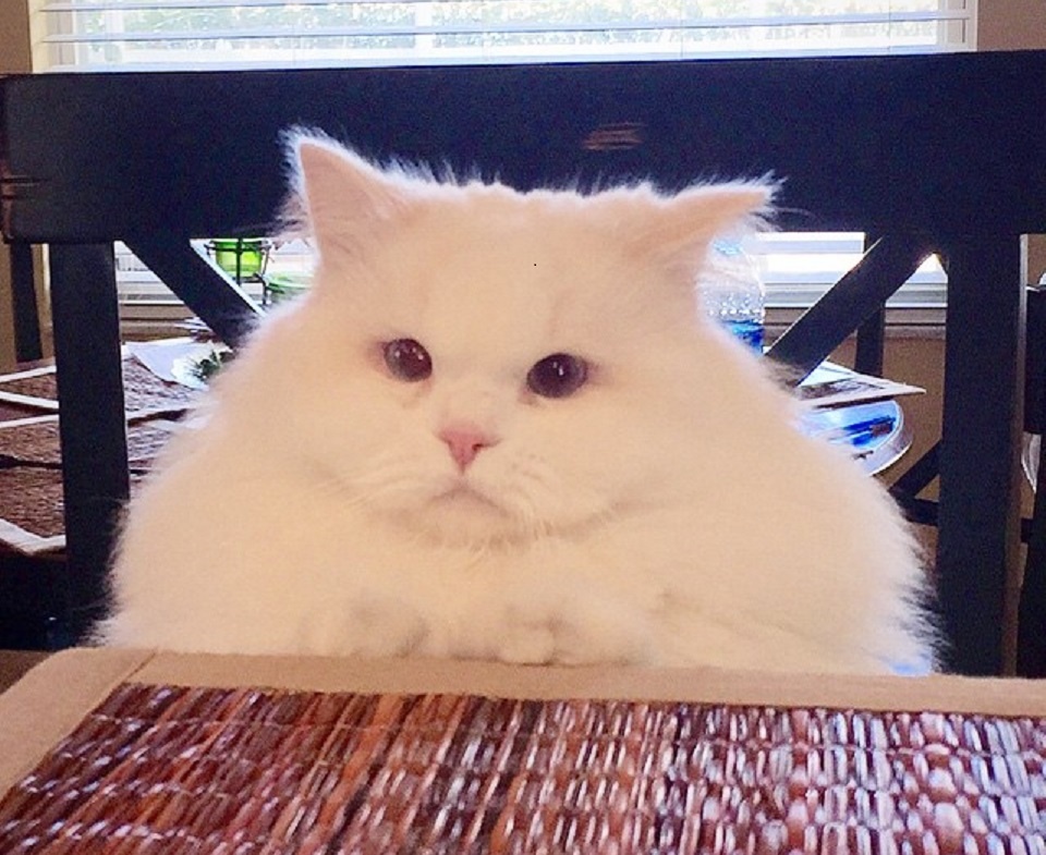 И такая дребедень каждый день. Нужна всего минута чтобы заметить человека. Анекдоты про детей и родителей. Коты цитаты. Целый день для того чтобы.