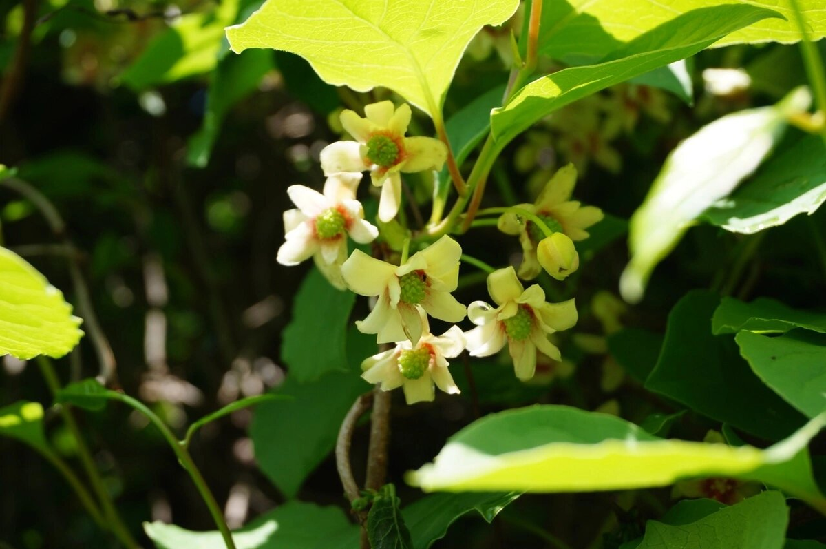 Цветы с ароматом лимона 