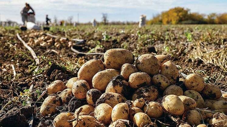    СЕРГЕЙ МАЛЬГАВКО/ТАСС В этом году производство картофеля снизилось более чем на миллион тонн