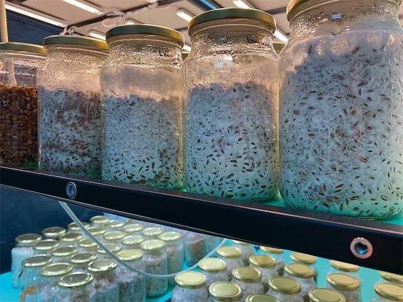    : Важную роль в синтезе полисахаридов играет качество питательной среды, в которой развивается мицелий