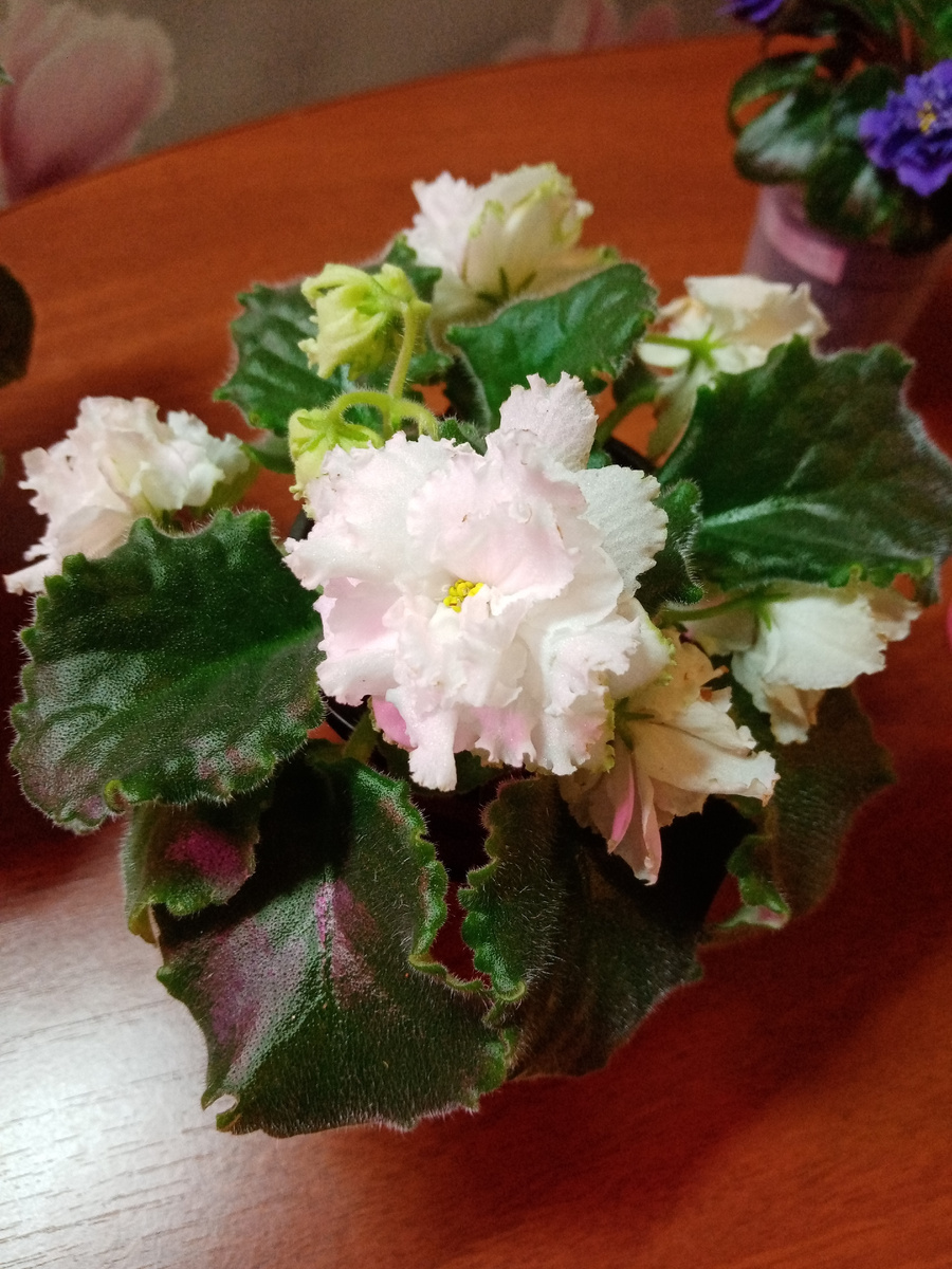 АВ-Экстаз первое цветение. фото автора