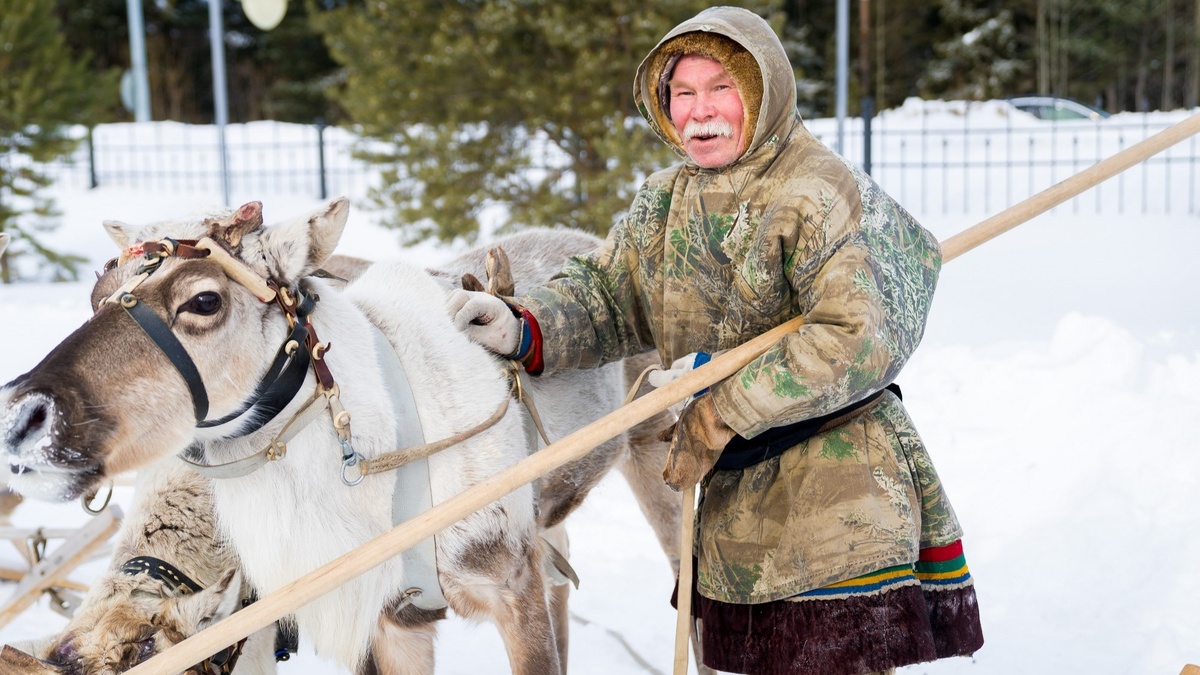    Оленеводам Югры поднимут зарплаты