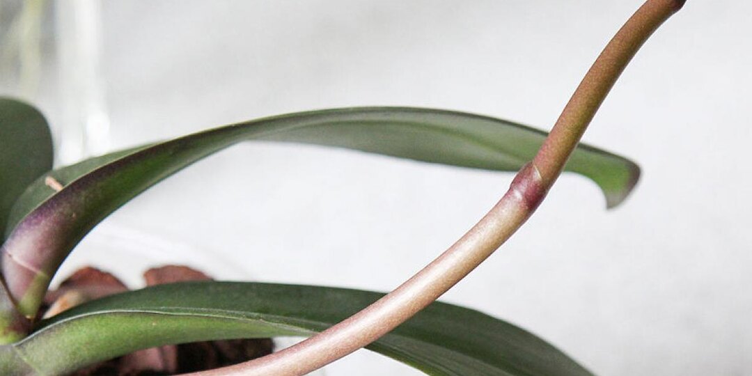 Цветущая орхидея: что сделать, чтобы растение пустило стрелу?