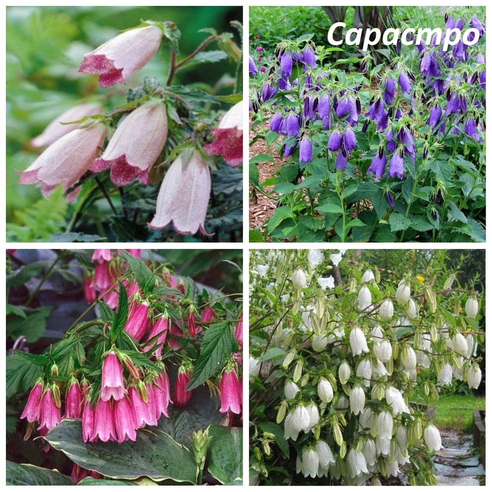 Колокольчики точечные .Фотоколлаж.