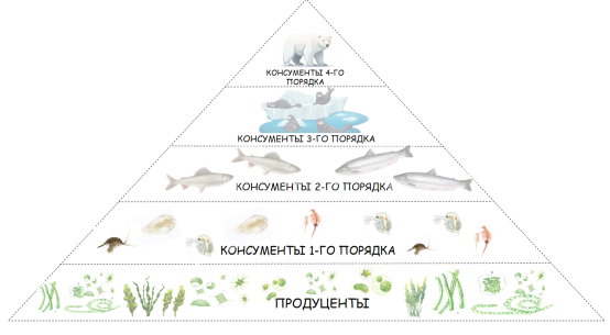 Экологическая пирамида - это графическая модель,отражающая количество живых организмов , их биомассу или энергию,заключённую, на каждом трофическом уровне.