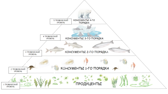 Трофические уровни - это совокупность организмов, занимающих определённое положение в общей цепи питания.