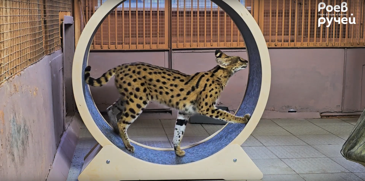     Сервал Ева из красноярского «Роева ручья» получила новогодний подарок