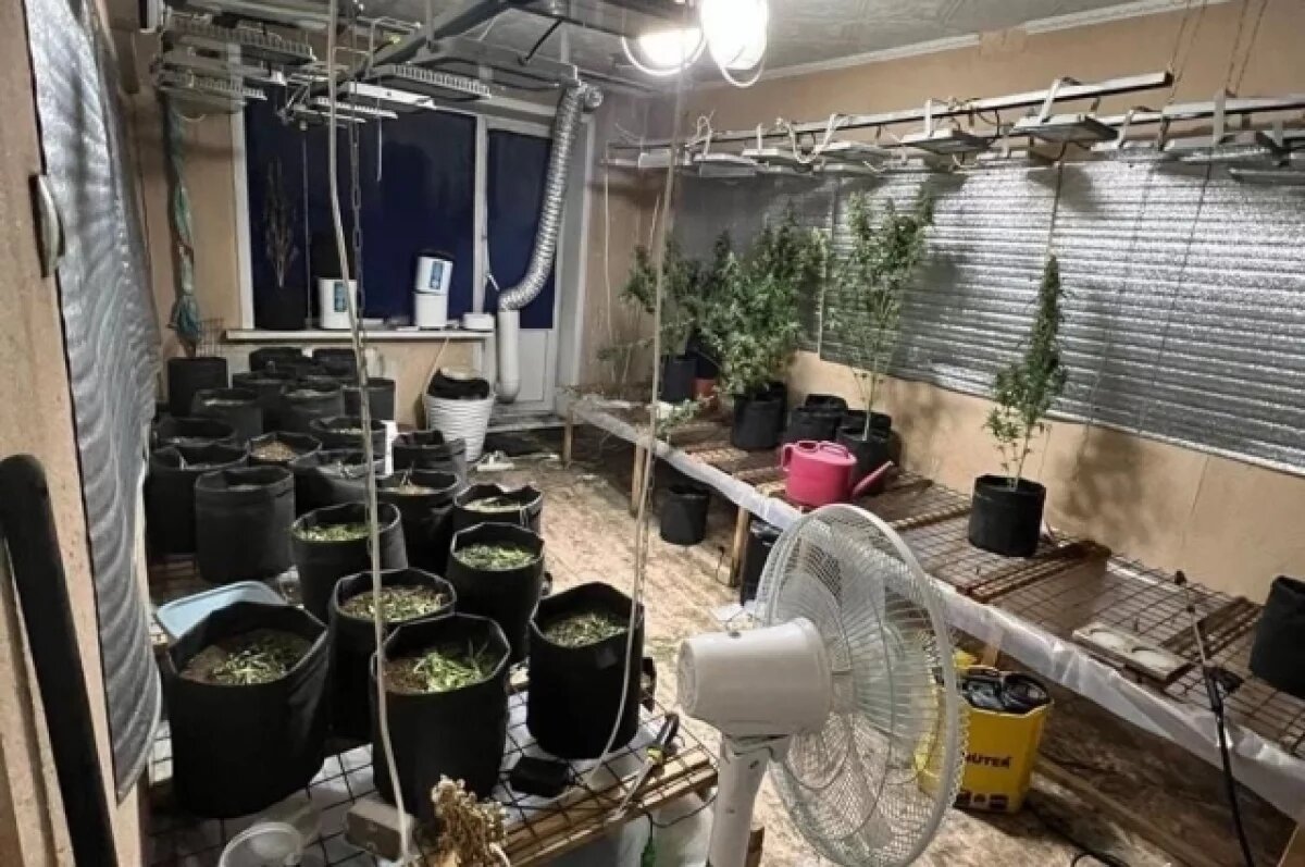    Новокузнечанин получил срок за плантацию конопли у себя в квартире