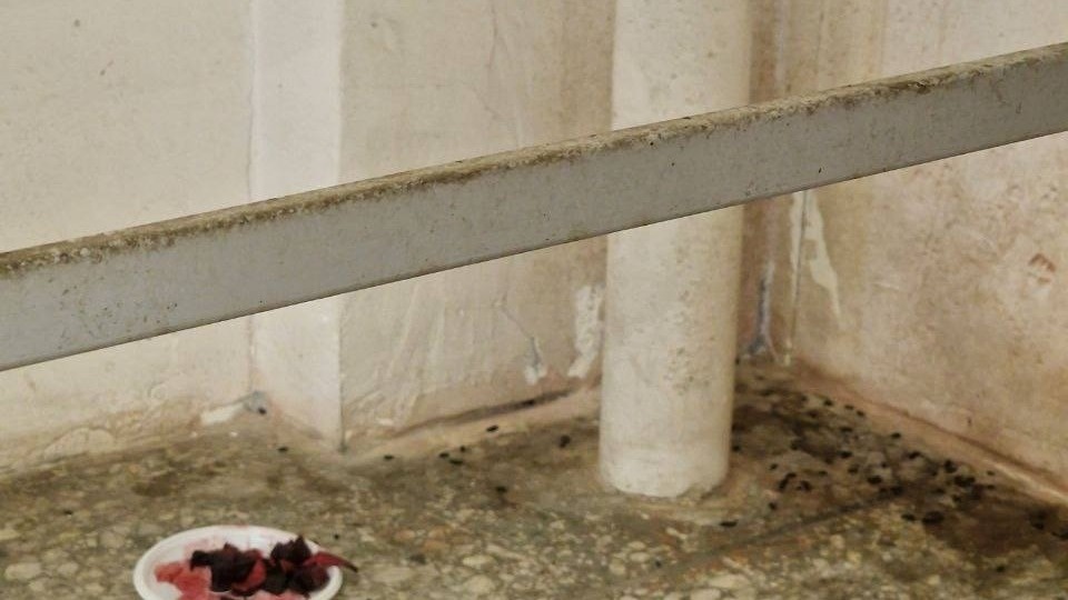     Источник: gorod_vl