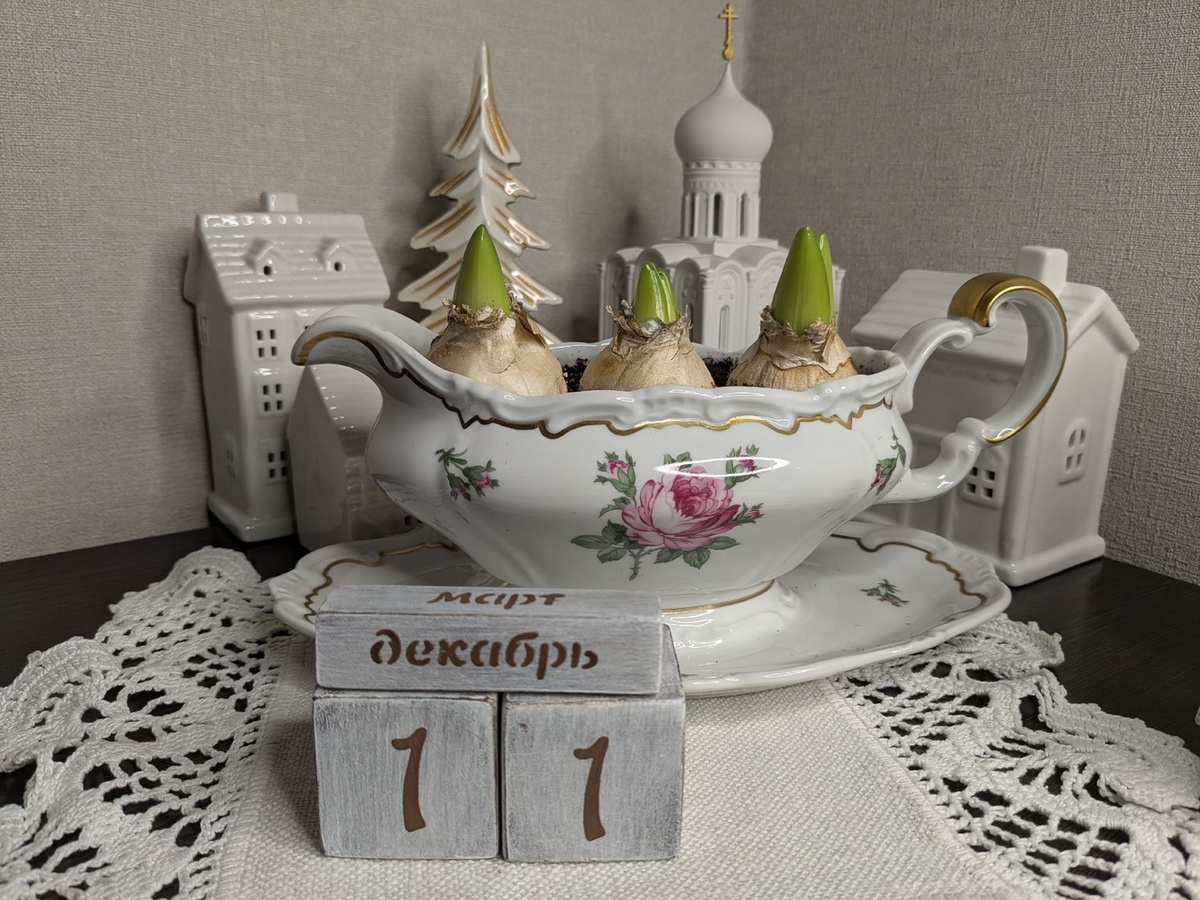 Гиацинты два месяца спустя после посадки на выгонку