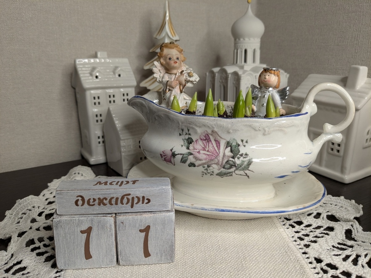 Пролеска два месяца спустя после посадки на выгонку