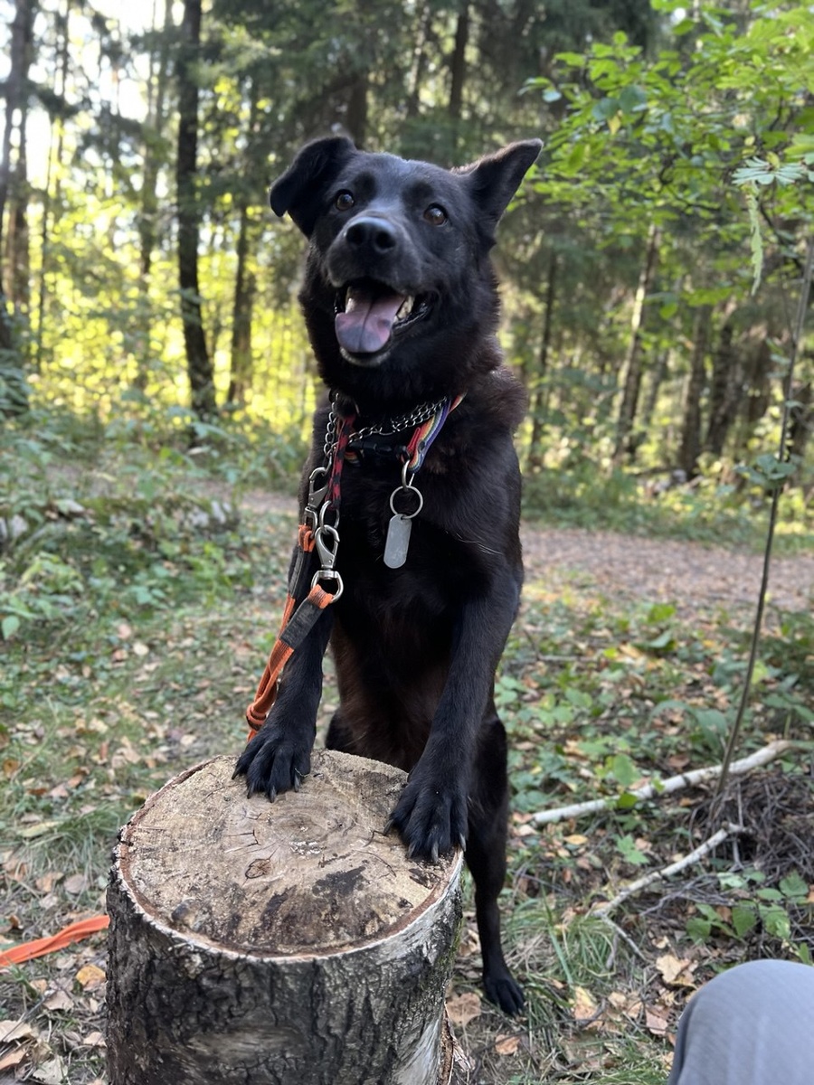 По меркам приюта я малышка. Дайте на цыпочки встану, чтоб заметили!