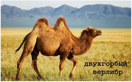 верлибр своей формой напоминает горбы верблюда