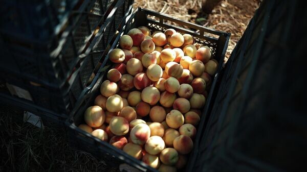    © Sputnik / Виталий Тимкив