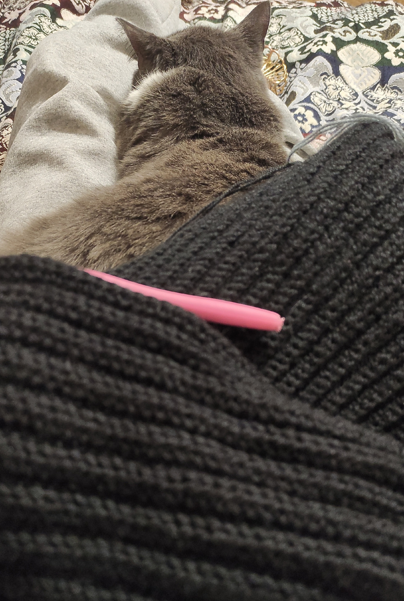 Это мой кот Сириус. Папа зовет его Сырский. Он живет у моих родителей теперь. Все по совести, корм я ему сама покупаю. 