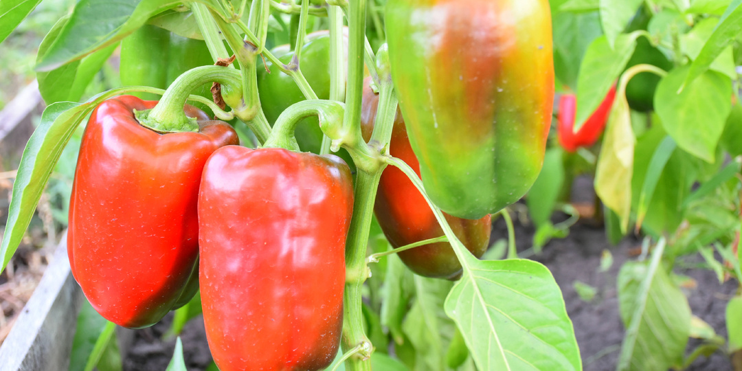 Лучшие сорта перца, которые я когда-либо выращивала: очень вкусные и урожайные