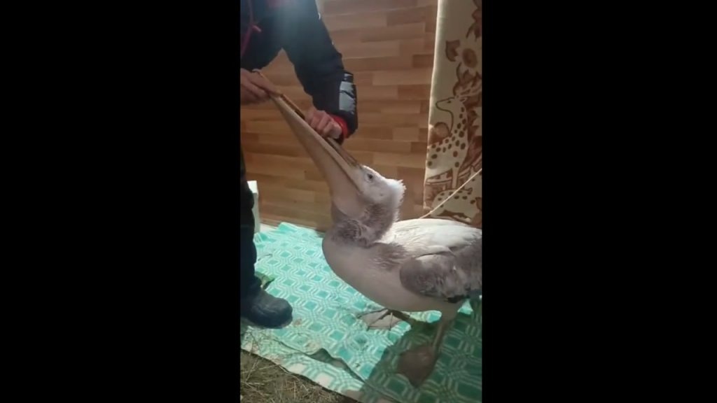    Кадр с видео центра «Особый питомец»