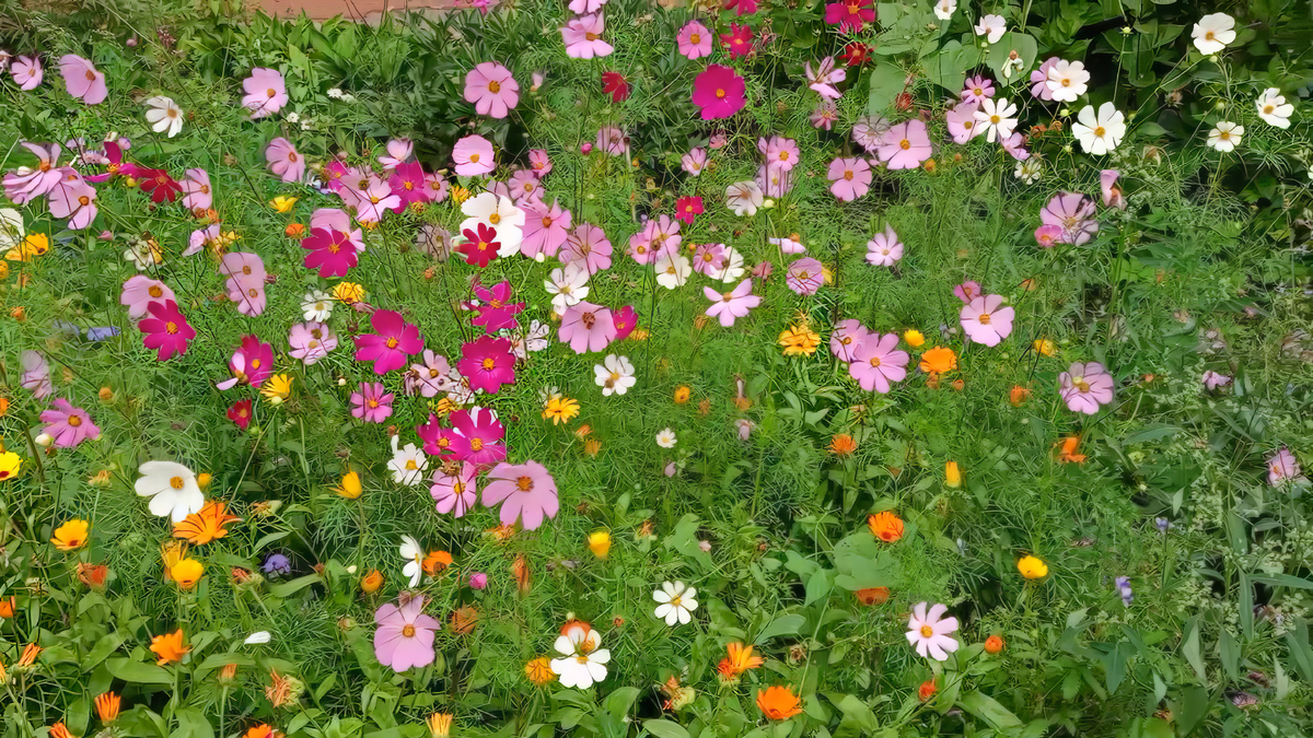 Космея дваждыперистая