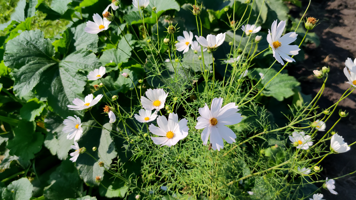 Космея дваждыперистая