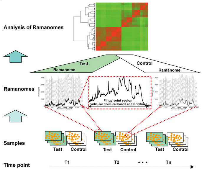 Рис. 1. Label-free, rapid and quantitative phenotyping
of stress response in E. coli via ramanome