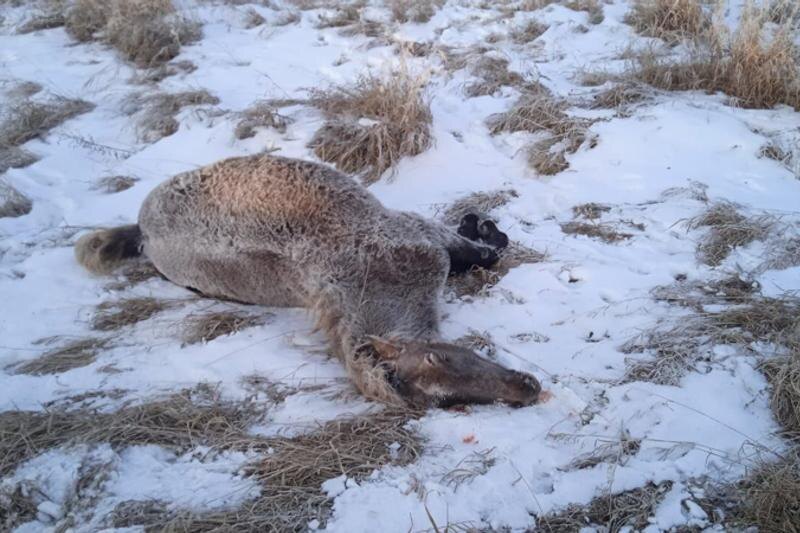    Фото: telegram-канал "Полиция Курганской области"