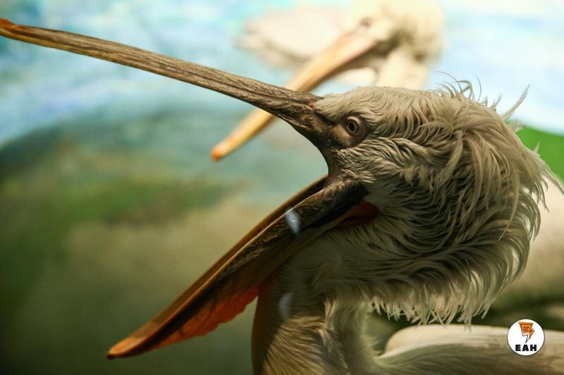    ЕАН / Пеликан едва не замерз в свердловском лесу