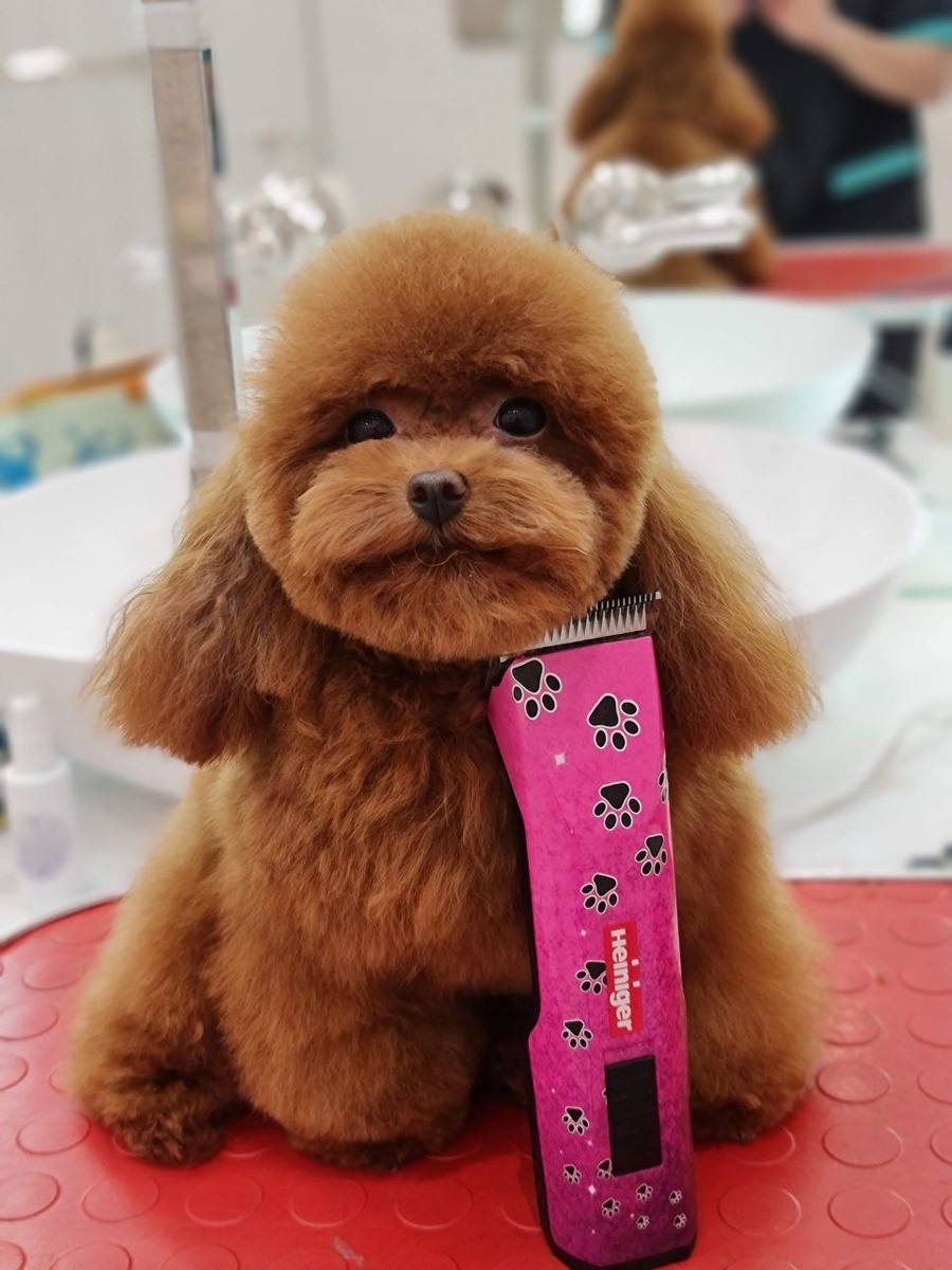 На фото тедди собака (не стрижка)