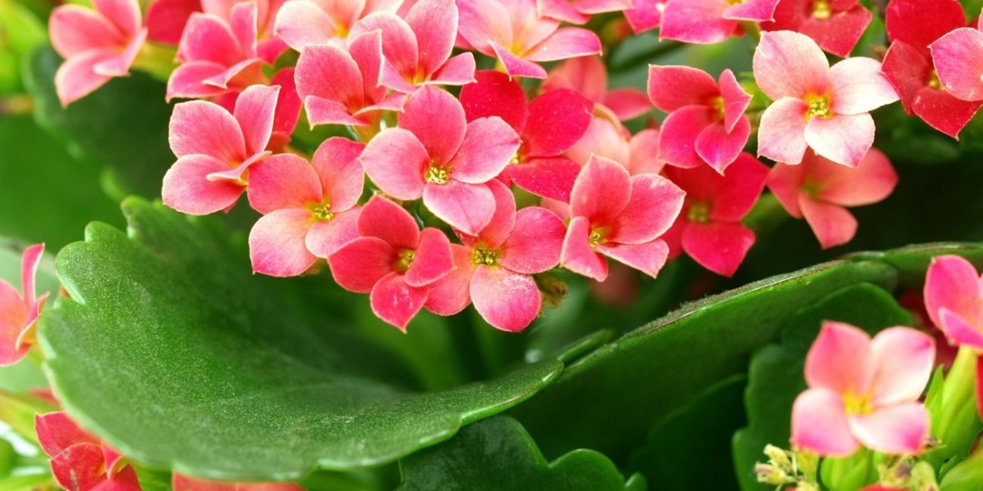 Мастер очарования и выживания. Как ухаживать за каланхоэ, чтобы оно цвело долго и обильно?