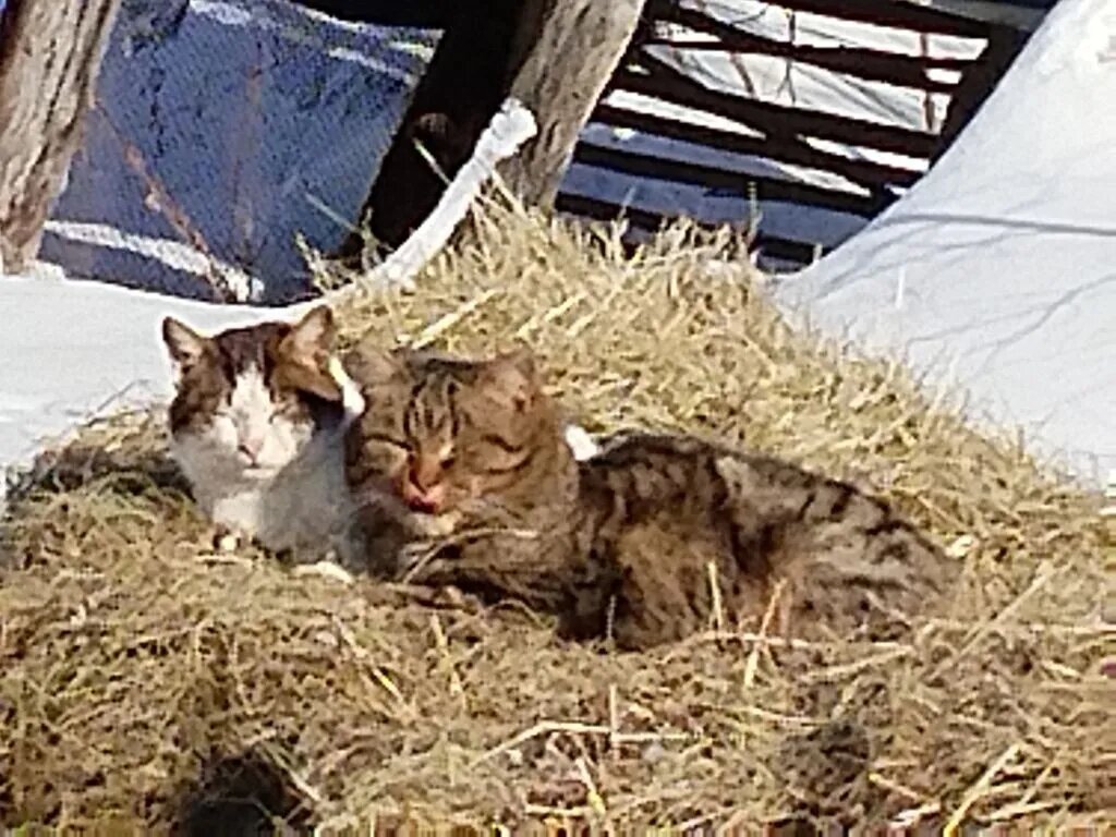 Деревенские охотники.