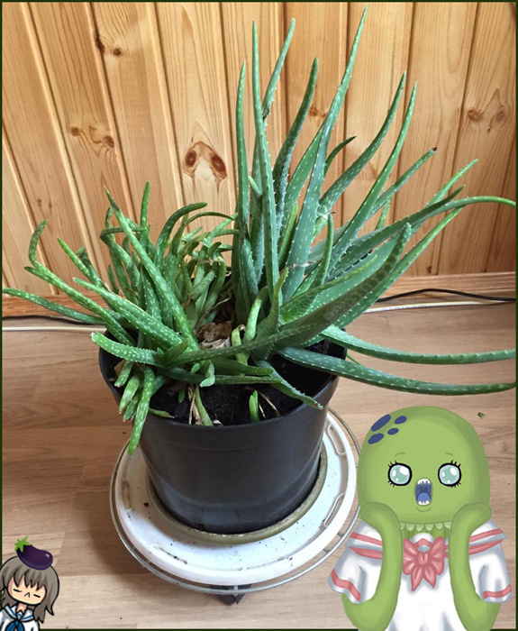 Алоэ вера Авт. картинок Т.В.К. Фото Т.Г.В.