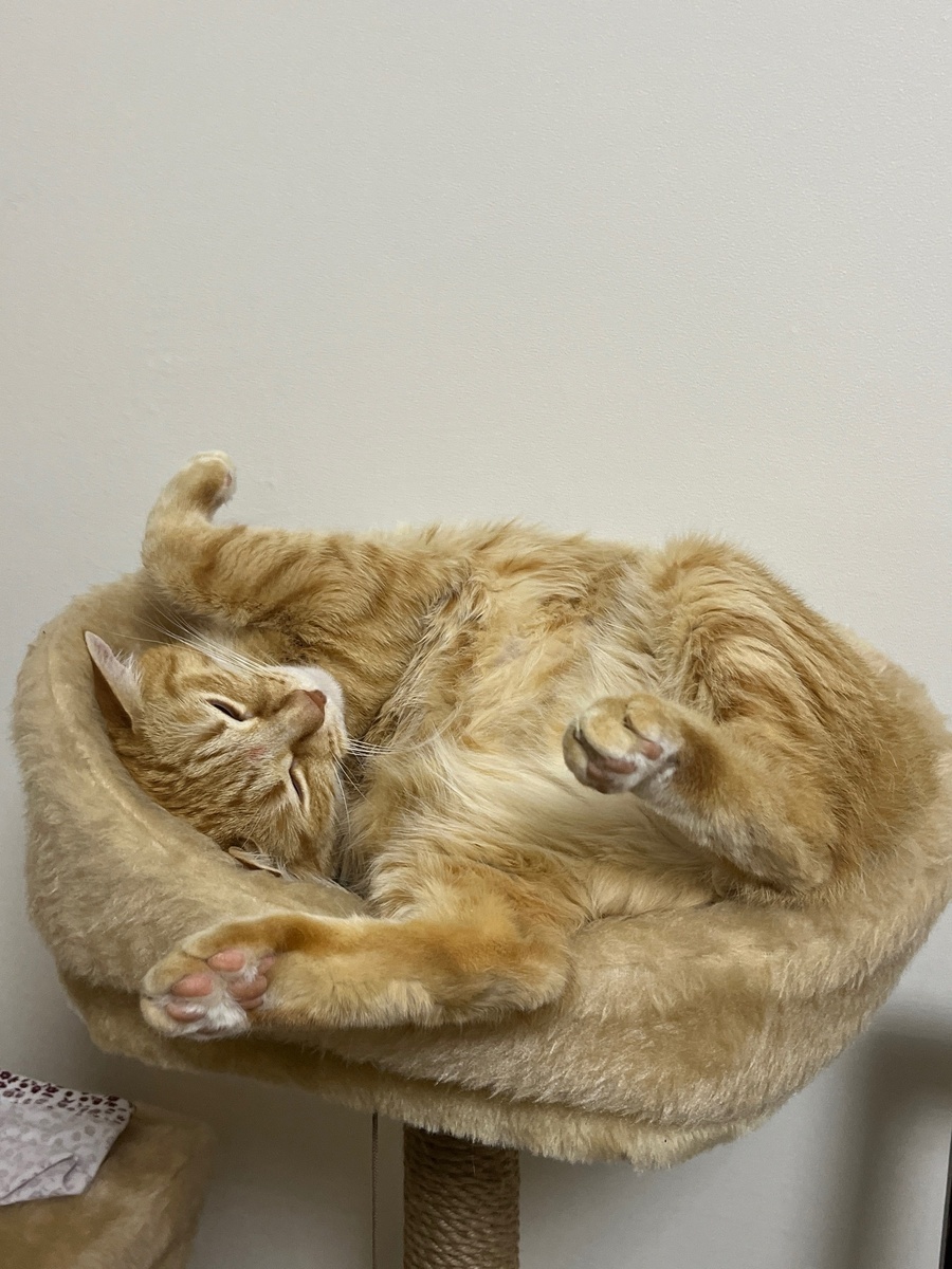 Симба уже опытный блогер.