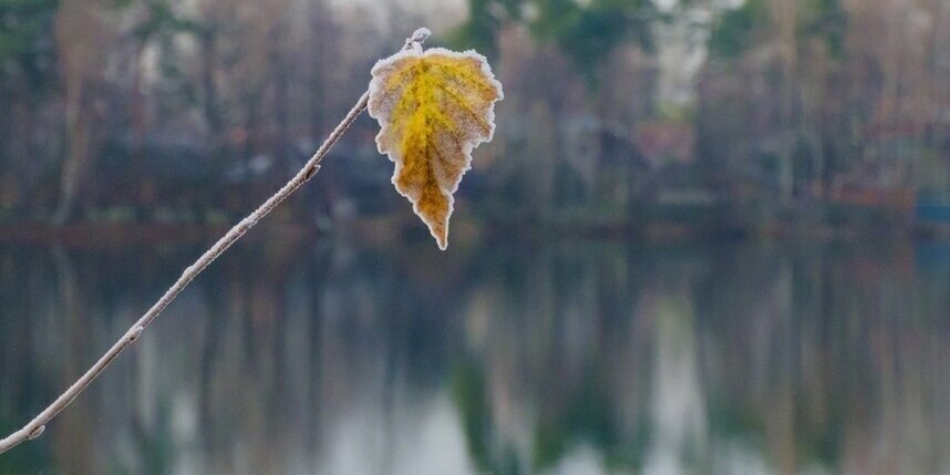    Алена Бобрович