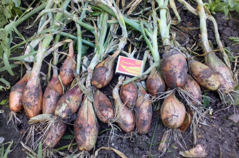 У вас НЕ шалот; а старая, добрая семейка. Как выглядит и растет шалот?