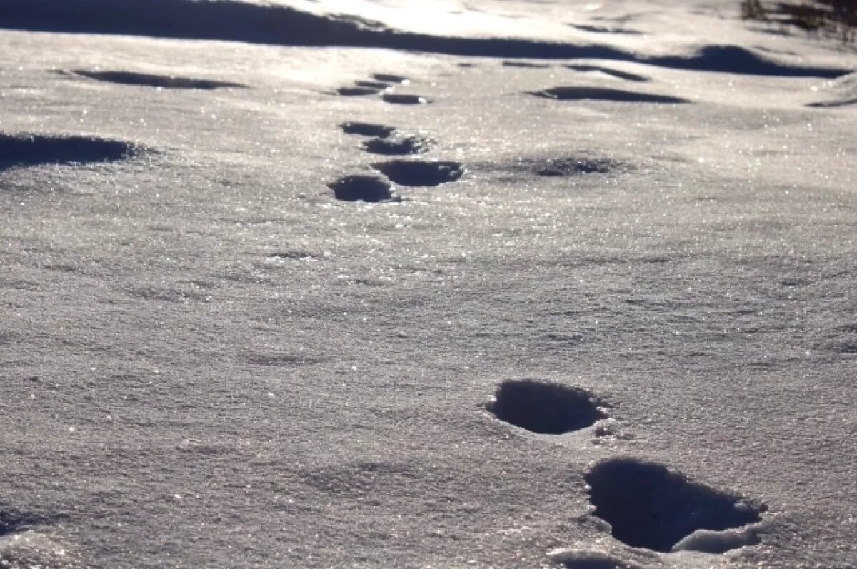    Снегопады накроют территорию Удмуртии на предстоящей неделе