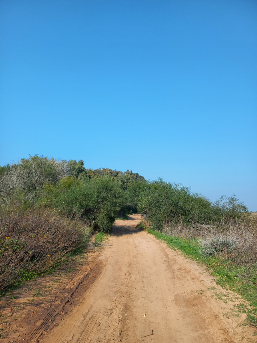 Там ещё такие заросли на том пляжу