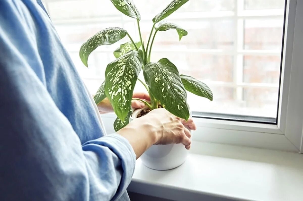    Диффенбахия.